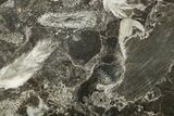 Polished Devonian Fossil Coral and Bryozoan Plate - Morocco #365143-1